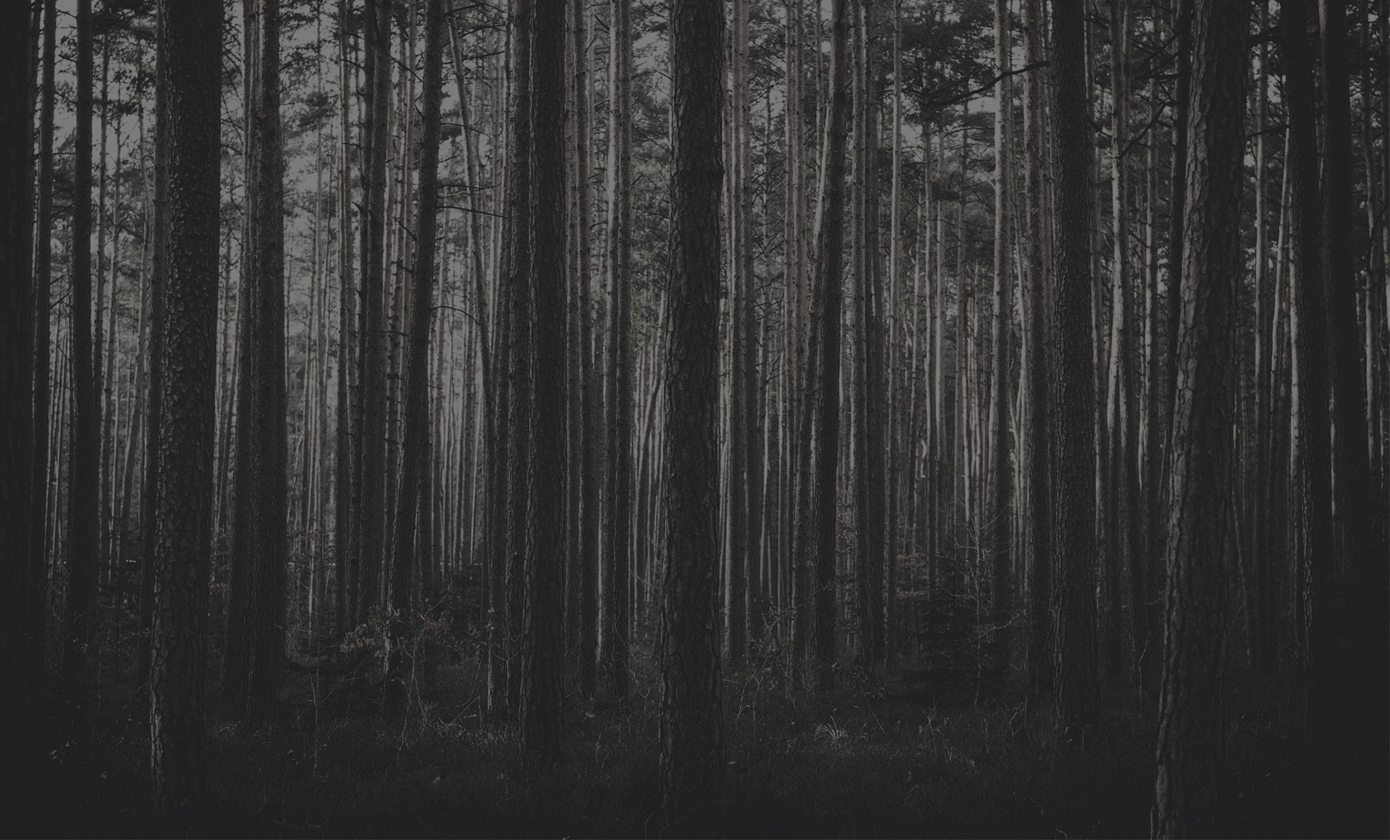 Mis vahe on džinnil ja džinnil?